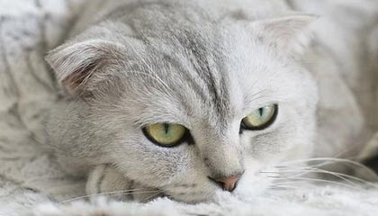 猛龙三位旧将无缘总冠军戒指 总经理：规矩使然